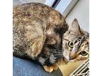 Adopt Lil Bit a Brown or Chocolate Domestic Shorthair / Domestic Shorthair /