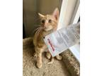 Adopt Maverick a Orange or Red Domestic Shorthair / Domestic Shorthair / Mixed