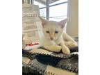 Adopt Malcolm a White Domestic Shorthair / Domestic Shorthair / Mixed cat in New