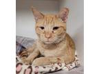 Adopt Eve a Orange or Red Domestic Shorthair / Mixed Breed (Medium) / Mixed