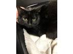 Adopt Pumpkin a All Black Domestic Shorthair / Domestic Shorthair / Mixed cat in