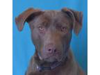 Adopt CHARLIE a Brown/Chocolate Labrador Retriever / Pit Bull Terrier / Mixed