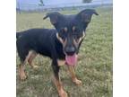 Adopt Belle a Black Shepherd (Unknown Type) / Mixed Breed (Medium) / Mixed dog