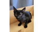 Adopt Dexter a All Black Domestic Shorthair / Domestic Shorthair / Mixed cat in