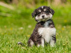Adopt Sarafina a Black Husky / Mixed dog in Ile-Perrot, QC (38439234)