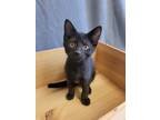 Adopt Draco a All Black Domestic Shorthair / Domestic Shorthair / Mixed cat in