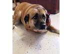 Adopt Tessa a Tan/Yellow/Fawn - with Black Black Mouth Cur / Shepherd (Unknown