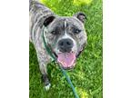 Adopt Fez a Brindle - with White Pit Bull Terrier / Mixed Breed (Large) / Mixed