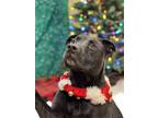 Adopt Lincoln a Black Pit Bull Terrier / Mixed Breed (Medium) / Mixed dog in