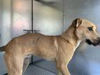 Adopt Stray, W Holiday St a Brown/Chocolate Mixed Breed (Medium) / Mixed dog in