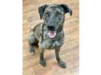 Adopt Duke a Merle Catahoula Leopard Dog / Mixed dog in Lake Odessa