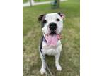 Adopt Iron Man a Black - with White Pit Bull Terrier / Mixed dog in Lake Odessa