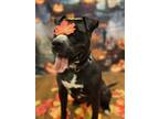Adopt Ant Man a Black - with White Pit Bull Terrier / Mixed dog in Lake Odessa