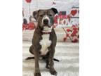 Adopt Stone a Brindle - with White Pit Bull Terrier / Mixed dog in Lake Odessa