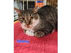 Adopt Manny a Brown Tabby Domestic Shorthair (short coat) cat in Jeannette