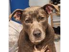 Adopt Penelope a Gray/Silver/Salt & Pepper - with Black American Pit Bull