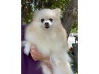 Adopt Chrissy a White Pomeranian / Mixed dog in Temecula, CA (38448011)