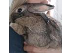 Adopt Ginger a American / Mixed (medium coat) rabbit in Napa, CA (35988399)