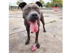 Adopt Plankton a Gray/Silver/Salt & Pepper - with White Pit Bull Terrier / Mixed