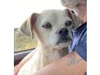 Adopt Bianchii a White Pug / Mixed Breed (Medium) dog in Encinitas