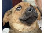 Adopt Mia a Brown/Chocolate - with Tan German Shepherd Dog / Mixed Breed