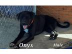 Adopt Onyx a Black - with White Labrador Retriever / Rottweiler / Mixed dog in