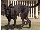 Adopt Jasmine a Black Belgian Malinois / Italian Greyhound / Mixed dog in El
