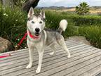 Adopt Halo a White - with Gray or Silver Siberian Husky / Mixed dog in Mission