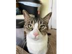 Adopt Annie a Brown Tabby Domestic Shorthair (short coat) cat in Garden City