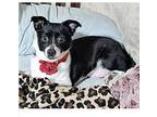 Adopt Chevelle a Black - with White Fox Terrier (Smooth) / Mixed dog in Santa