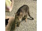 Adopt Smokey a Brown or Chocolate Domestic Shorthair / Mixed cat in Patchogue