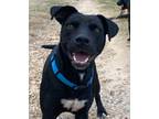 Adopt Major a Black Pit Bull Terrier / Labrador Retriever dog in Norristown