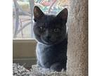 Adopt Possum a Gray or Blue Domestic Shorthair / Mixed cat in Evansville