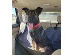 Adopt Emmeline a Black - with Tan, Yellow or Fawn German Shepherd Dog / Mixed