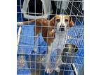 Adopt Brooks & Dunn a Tricolor (Tan/Brown & Black & White) Treeing Walker