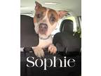 Adopt Sophie a White - with Brown or Chocolate American Pit Bull Terrier / Mixed
