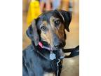 Adopt Sandy Ridge a Black - with Tan, Yellow or Fawn Hound (Unknown Type) /