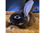 Adopt Papillon a Netherland Dwarf / Mixed (medium coat) rabbit in Napa