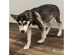 Adopt Tesla a Black Husky / Mixed Breed (Small) / Mixed dog in Eufaula