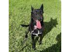 Adopt Lucero a Black Labrador Retriever / Dutch Shepherd / Mixed dog in