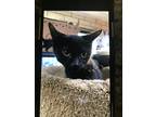 Adopt Rizzo a All Black Domestic Mediumhair / Mixed (long coat) cat in Richmond