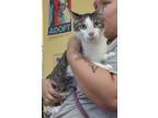 Adopt Kevin a Gray or Blue Domestic Shorthair / Domestic Shorthair / Mixed cat