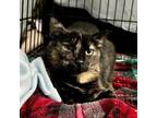 Adopt Ginny a All Black Domestic Shorthair / Mixed cat in Austin, TX (36306955)