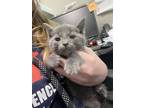 Adopt Calcite a Gray or Blue Domestic Shorthair / Domestic Shorthair / Mixed cat