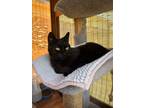 Adopt Tony a All Black Domestic Shorthair (short coat) cat in San Luis Obispo