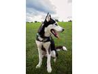 Adopt Arnie a Black - with White Siberian Husky / Mixed dog in Winter Springs