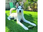 Adopt Akio a White - with Black Siberian Husky / Mixed dog in Winter Springs
