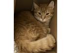 Adopt Alfred a Orange or Red Domestic Shorthair / Mixed cat in Windsor