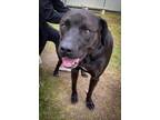 Adopt Gunner a Black Cane Corso / Labrador Retriever / Mixed dog in Kerrville