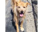 Adopt Pepe a Tan/Yellow/Fawn Jindo / Mixed dog in San Pablo, CA (38421353)